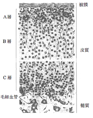 解説画像
